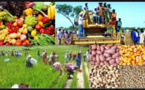 Agriculture au Sénégal: Les chiffres d’une campagne de toutes les performances