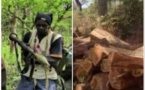 Coupe illicite de bois : Le pire évité de justesse entre agents des Eaux et Forêts et MFDC du camp de Mongone
