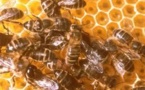 Vélingara : l’attaque d’abeilles au village de Likiring provoque un mort 