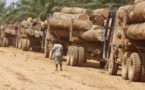 Exclusivité - Gambie : Dix-neuf containers remplis de bois en provenance de la Casamance, prêts à embarquer