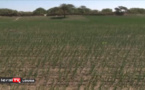 Maodo Kâ: La révolution de l'agriculture avec le goutte-à-goutte et le solaire