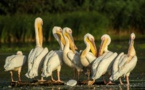 Mort de 750 pélicans blancs dont 740 jeunes et 10 adultes au Parc de Djoudj