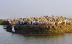 Parc de Djoudj: C'est la grippe aviaire qui a tué les 750 pélicans