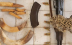 Tambacounda/ Criminalité faunique: Des peaux de léopards, des ivoires d’hippopotame, une arme de guerre saisis, trois suspects arrêtés