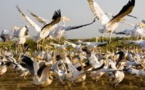 Grippe aviaire : Le Parc national mauritanien du Diawling  aussi touché et fermé
