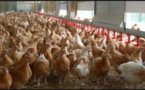 Grippe aviaire: La surveillance maintenue malgré la maîtrise du foyer de Pout