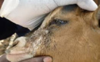 Les calamités s’enchaînent: La peste des petits ruminants détectée à Kédougou, 200 animaux morts