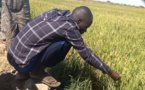 Campagne agricole : les quantités d'engrais et de semences d’arachide augmentées (ministre)