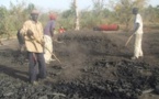 Milices forestières : Les exploitants de charbon de bois menacent de paralyser le secteur
