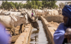 Résilience des systèmes pastoraux: La Banque mondiale débloque 209,5 milliards FCfa pour les pays du Sahel