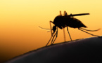Lutte contre le paludisme: Des machines de haute technologie de biologie moléculaire réceptionnées