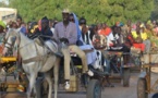 Vers une ruralisation de Dakar: Après les charrettes à cheval, les ânes arrivent !