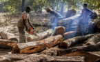 Casamance / Coupe illicite de bois: Près de 94 millions FCfa de recettes en 2020