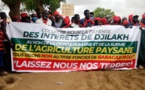 Contentieux foncier à Djilakh: Babacar Ngom "lâche" les 300 hectares litigieux