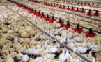Korité/Approvisionnement du marché en poulets: Les assurances de l'Ipas malgré une "tension" en vue sur...
