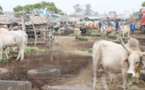 Vive tension au parc des gros ruminants de Diamaguène Sicap Mbao: Les éleveurs interpellent le Président Macky Sall