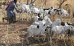 Vol de bétail à Goudiry: Le ras-le-bol des éleveurs qui haussent le ton