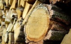 Trafic international de bois : Quand la Gambie encourage la déforestation de la Casamance