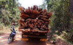 Trafic de bois dans la Basse Casamance: Le cri de cœur de Mamadou Diop Decroix