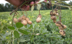 Sénégal: Pas de graine d’arachide sur le marché