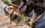 Trafic intérieur de drogue: Ibrahima Diouf risque 10 ans de réclusion criminelle