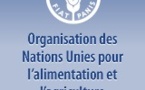Soutien aux familles démunies : La FAO dégage 359 milliards de F CFA