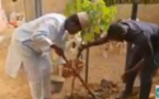 JME: Le DG du COSEC plante un arbre et invite les populations à coller au PSE vert