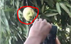 Incroyable - Une mangue avec le visage d'un homme : toute la localité est éberluée (Vidéo)