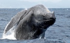 Histoire incroyable, pourtant confirmée: Un pêcheur avalé par une baleine s'en sort miraculeusement