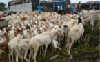 Menace pour la Tabaski : Vers le boycott du transport des moutons