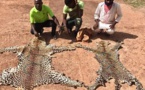 Tambacounda: Trois trafiquants de peaux de léopard arrêtés