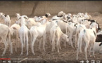 Bergerie Mahmoud Fall de Louga: Des moutons de qualité à des prix abordables