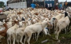 Tabaski 2021 : Le marché sera bien approvisionné en moutons d'après le directeur du Commerce intérieur