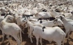 Tabaski 2021: 35 points d’approvisionnement en moutons, déjà installés