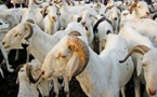 Tabaski 2021 en vue : Aly Saleh Diop promet un approvisionnement suffisant de moutons