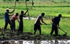 Paix en Casamance: “Chaque chef de village doit cultiver la paix chez lui” selon….