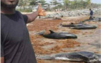 Drame Maritime : Des carcasses de tortues et de dauphins échouent sur la grande côte