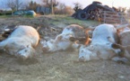 Khombole: Un berger perd une trentaine de vaches par intoxication alimentaire