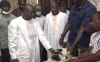 Préparatifs de la Tabaski: Abdoulaye Khouma à Médina Baye, pour offrir des moutons à des guides religieux