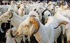Tabaski: L’approvisionnement correct du marché en moutons, instruit