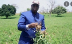 Campagne de production agricole 2021: Macky Sall exige une accélération de la distribution des engrais et...