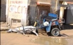 [Vidéo] Un cheval mort électrocuté à Saint Louis, le propriétaire parle de….