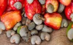 Anacarde: Ziguinchor, moteur des exportations sénégalaises malgré la Covid-19