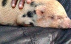 Balotelli adopte un cochon