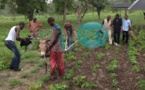 Le ministre Abdoulaye Baldé Bibi montre ses talents de cultivateur