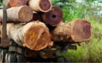 Lutte contre la coupe illicite de bois: Deux individus arrêtés à Goudomp