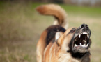 Hamo 5 : Un chien errant fait 2 victimes avant d’être maitrisé et tué