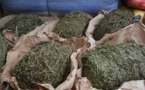 Trafic de drogue à Thiaroye: Un réseau démantelé et 200 kg de chanvre indien, saisis