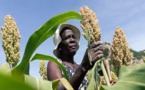 A Diourbel, le manque d’appui, principale difficulté de la filière mil-sorgho : pourtant 2000 emplois directs et indirects générés