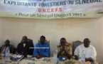 Tambacounda: Colère noire des exploitants forestiers contre le gouverneur